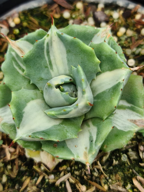 AGAVE ISTHMENSIS OHI RAIJIN CHIRO NAKAFU (VARIEGATA) RNC 00035784