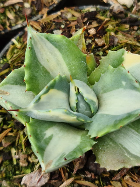 AGAVE ISTHMENSIS OHI RAIJIN CHIRO NAKAFU (VARIEGATA) RNC 00035784 - imagem 2