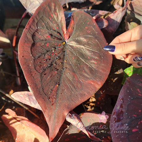 CALADIUM DARK CHOCO | 004 - imagem 2