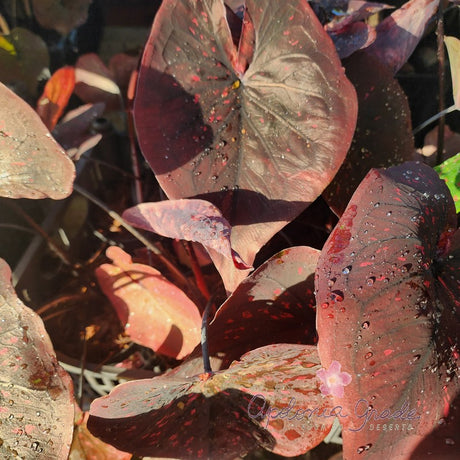 CALADIUM DARK CHOCO | 004 - imagem 4