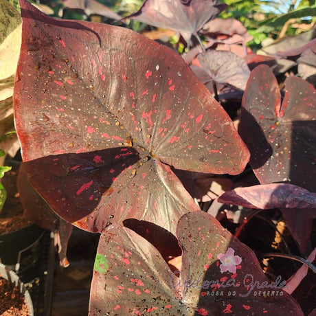 CALADIUM DARK CHOCO | 004 - imagem 6