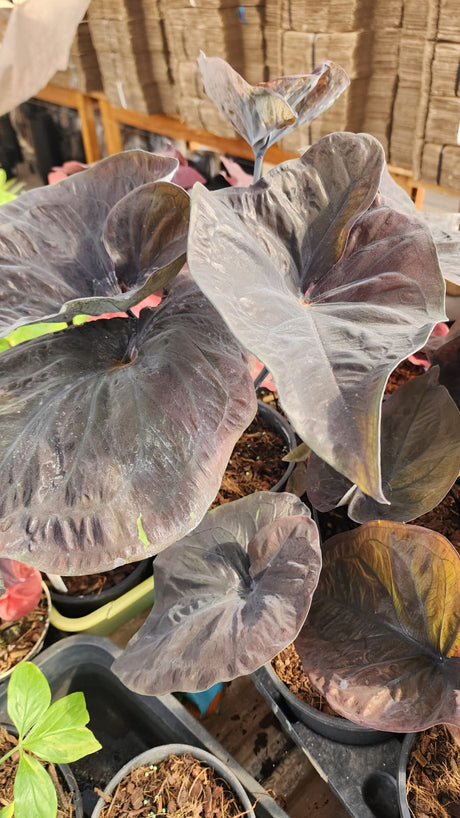 CALADIUM | BLACK MAMBA 001 - imagem 3