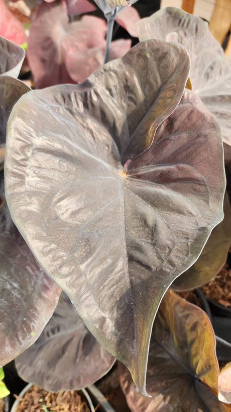 CALADIUM | BLACK MAMBA 001 - imagem 5