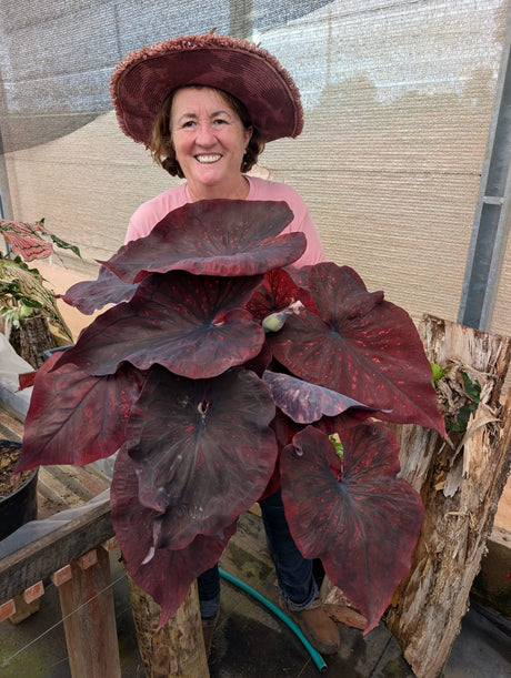 CALADIUM DARK CHOCO | 004