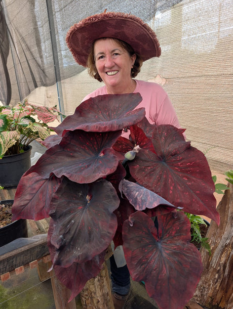 CALADIUM DARK CHOCO | 004 - imagem 3