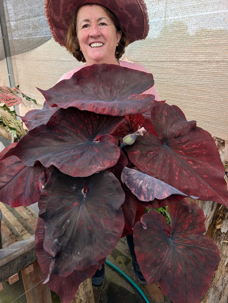 CALADIUM DARK CHOCO | 004 - imagem 5