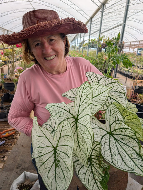 CALADIUM ALLURE | 005 - imagem 3