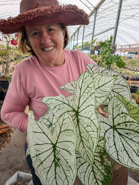 CALADIUM ALLURE | 005 - imagem 5