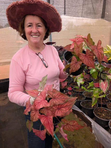 CALADIUM | DESERT SUNSET 006