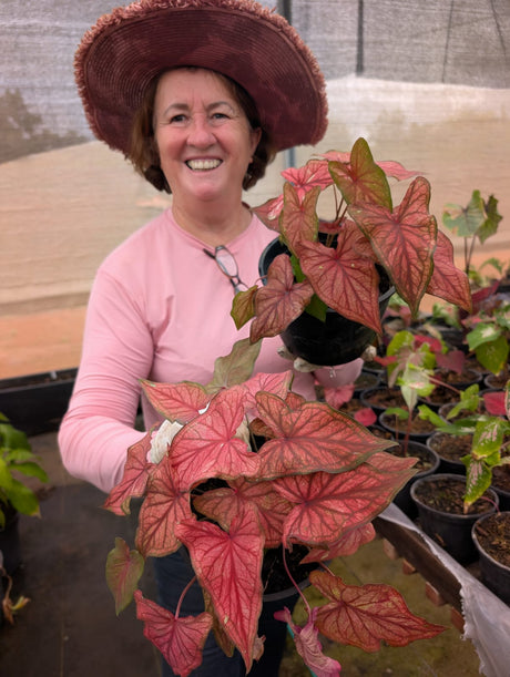 CALADIUM | DESERT SUNSET 006 - imagem 2