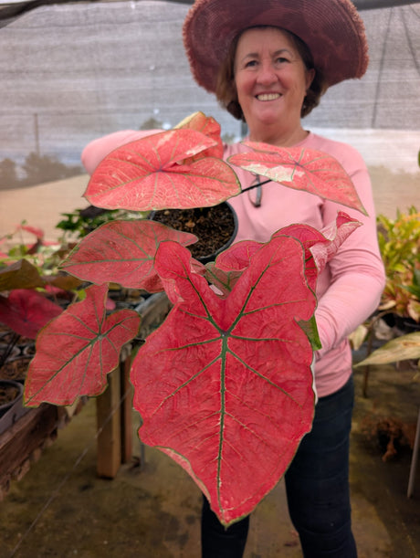 CALADIUM CLEÓPATRA | 006 - imagem 2