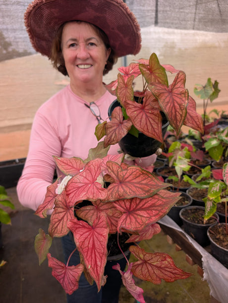 CALADIUM | DESERT SUNSET 006 - imagem 3