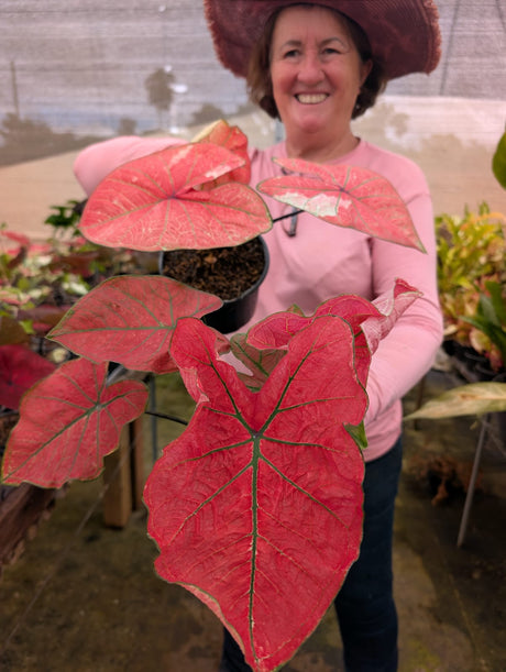 CALADIUM CLEÓPATRA | 006 - imagem 3