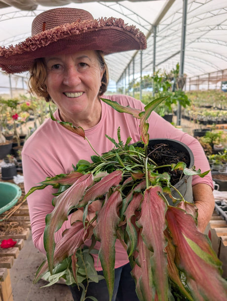 CALADIUM | 007 - imagem 2