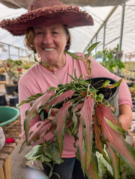 CALADIUM | 007 - imagem 3