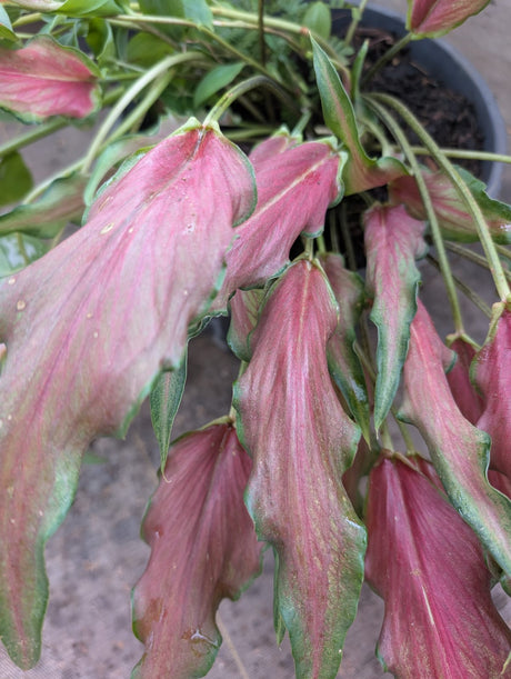 CALADIUM | 007 - imagem 4