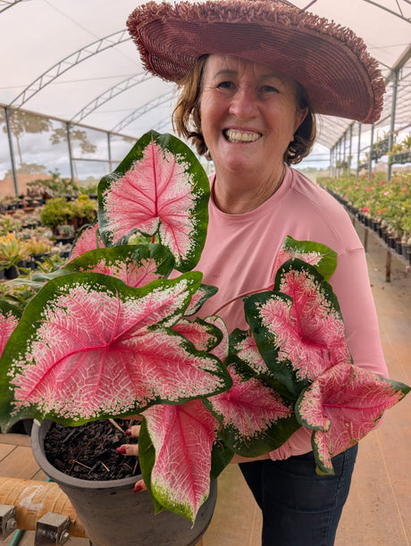 CALADIUM | 008 - imagem 2