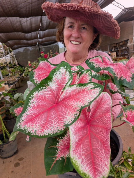 CALADIUM | 008 - imagem 4