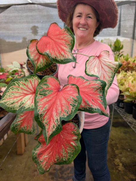 CALADIUM | 009 - imagem 2