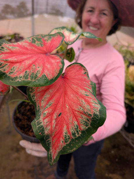 CALADIUM | 009 - imagem 3