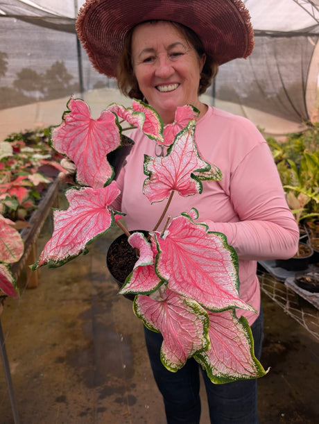 CALADIUM | PINK PANTHER 010