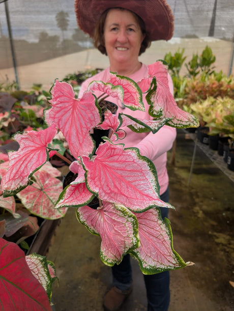 CALADIUM | PINK PANTHER 010 - imagem 2