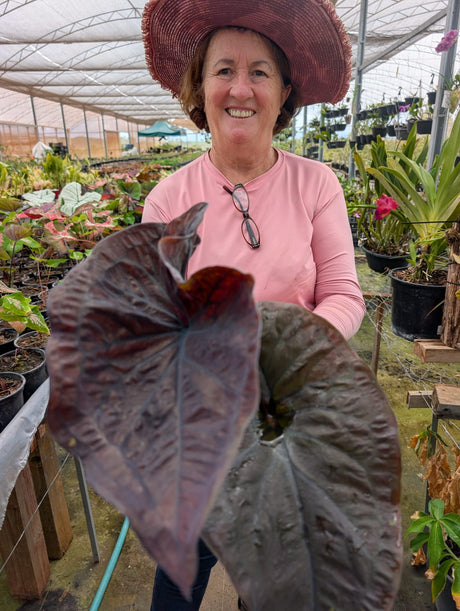 CALADIUM | BLACK MAMBA 001