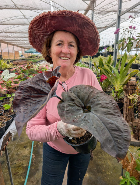 CALADIUM | BLACK MAMBA 001 - imagem 2