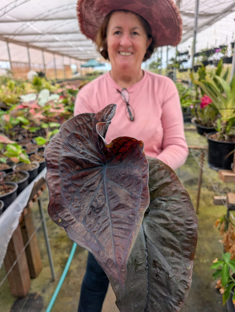 CALADIUM | BLACK MAMBA 001 - imagem 4