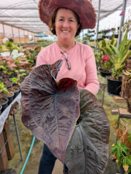 CALADIUM | BLACK MAMBA 001 - imagem 6