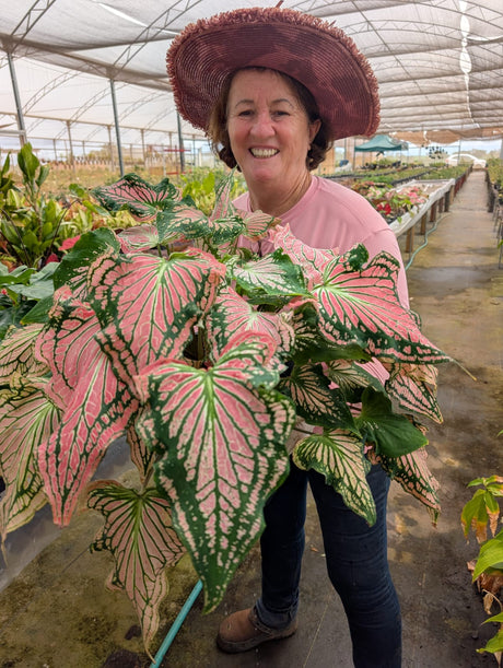 CALADIUM | THAI BEAUTY | 003