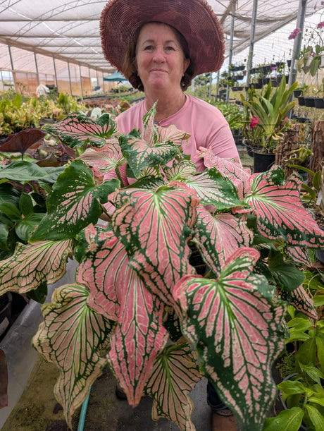 CALADIUM | THAI BEAUTY | 003 - imagem 5