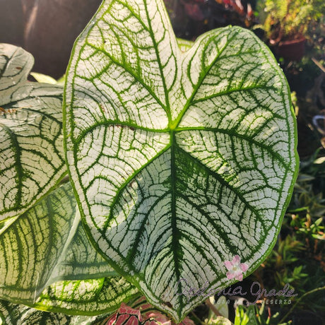 CALADIUM ALLURE | 005 - imagem 2