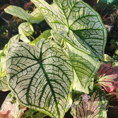 CALADIUM ALLURE | 005 - imagem 4