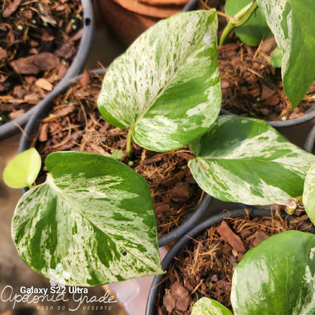 Folhagem - Filodendro Variegato - Philodendrum