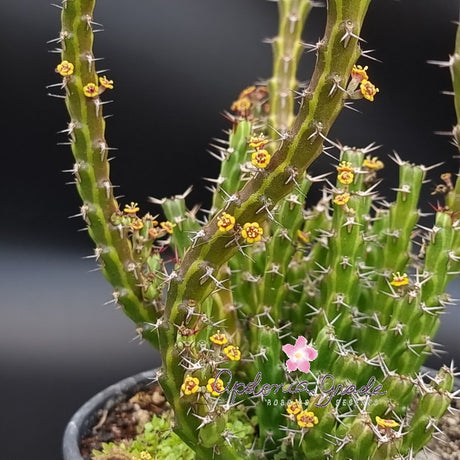 EUPHORBIA DICHROA - Cacto - imagem 2