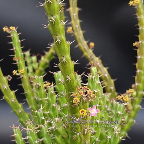 EUPHORBIA DICHROA - Cacto - imagem 3