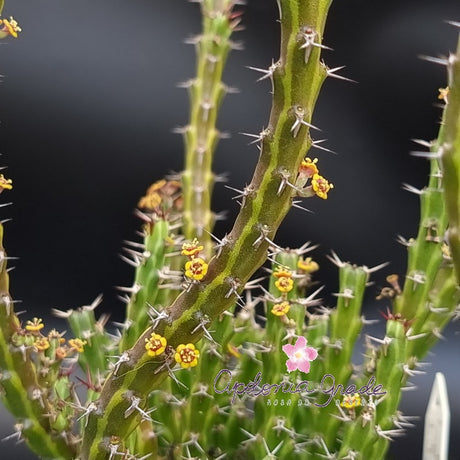 EUPHORBIA DICHROA - Cacto - imagem 4