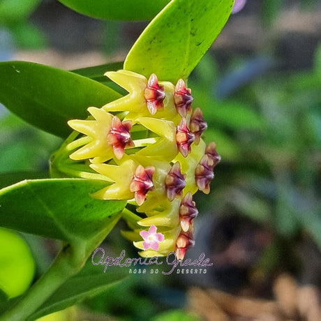 FLOR DE CERA -HOYA CUMINGIANA - , AMARELA E ROXA