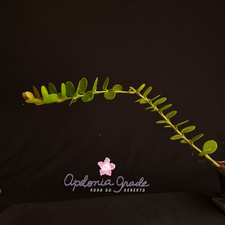 FLOR DE CERA -HOYA CUMINGIANA - , AMARELA E ROXA - imagem 3