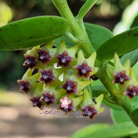 FLOR DE CERA -HOYA CUMINGIANA - , AMARELA E ROXA - imagem 4