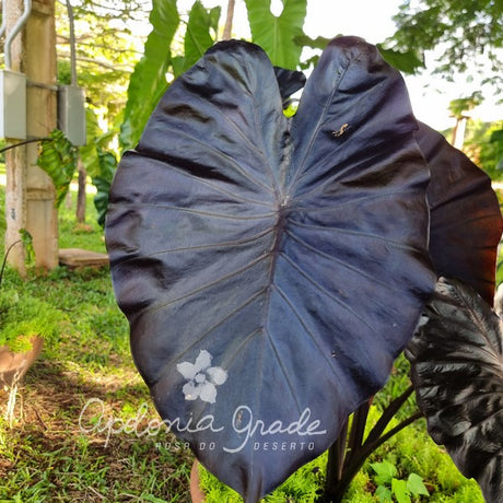 Folhagem - Colocasia Black Swan