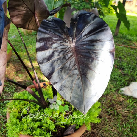 Folhagem - Colocasia Black Swan - imagem 3