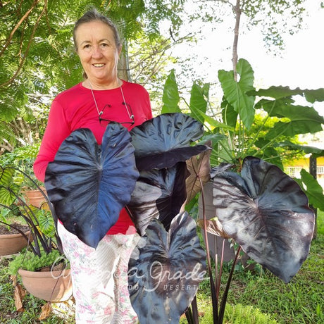 Folhagem - Colocasia Black Swan - imagem 4