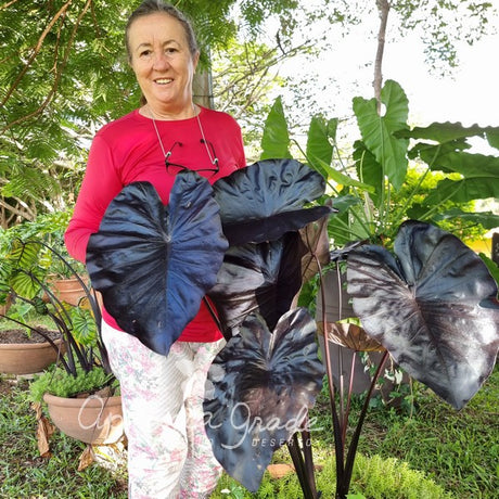 Folhagem - Colocasia Black Swan - imagem 5