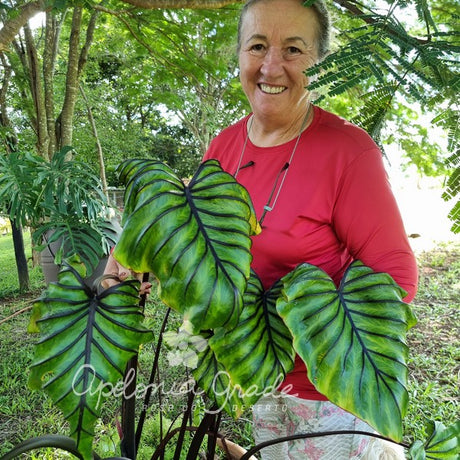 Folhagem - Colocasia Pharaoh Mask