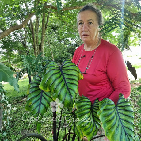 Folhagem - Colocasia Pharaoh Mask - imagem 2