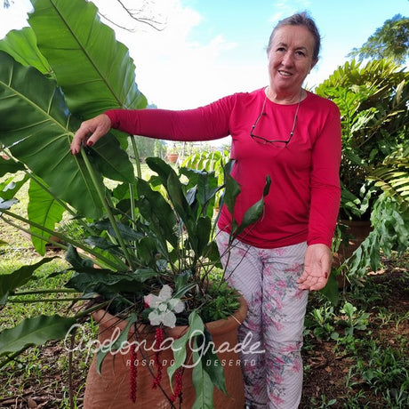 Folhagem - Anthurium Gracilis - (Antuiro)