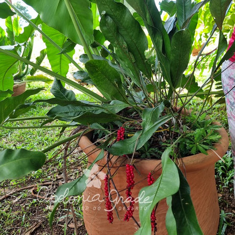 Folhagem - Anthurium Gracilis - (Antuiro) - imagem 2