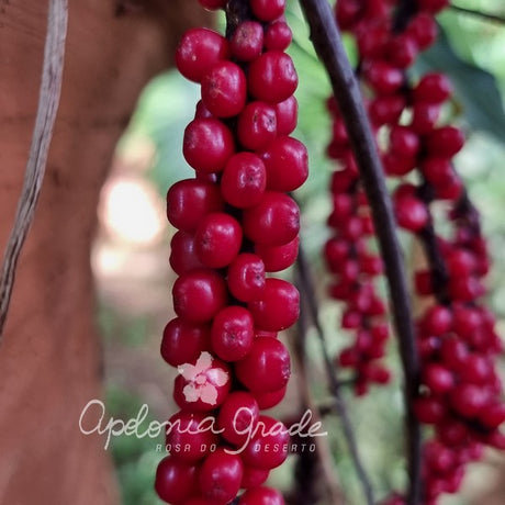 Folhagem - Anthurium Gracilis - (Antuiro) - imagem 3